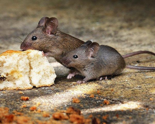 fare mücadele ürünleri, rat control equipment haşere market